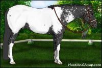 Horse Color:Black Appaloosa 