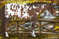 Horse Color:White Spotted Liver Chestnut Appaloosa 