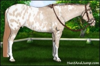 Horse Color:White Spotted Smoky Black Pearl Blanket 