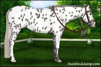 Horse Color:Silver Black Near Leopard 