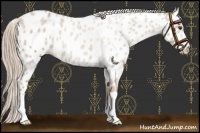 Horse Color:Palomino Near Leopard 