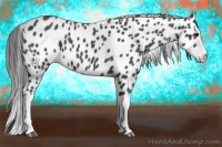 Horse Color:Smoky Black Splash Leopard
