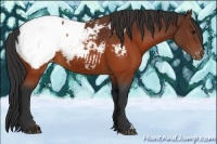 Horse Color:Brown Appaloosa 