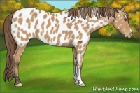 Horse Color:Buckskin Appaloosa 