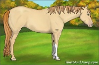 Horse Color:Gold Champagne Dun 