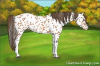 Horse Color:Buckskin Near Leopard 