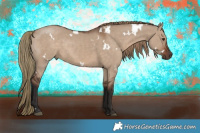 Horse Color:White Spotted Liver Red Dun 
