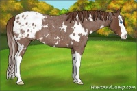Horse Color:White Spotted Red Roan Splash Blanket