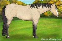Horse Color:Buckskin Roan Dun Splash