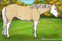 Horse Color:Palomino Dun Splash