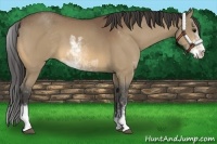 Horse Color:Buckskin Sabino 