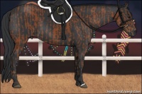 Horse Color:Bay  and Black 