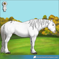 Horse Color:Buckskin Snowflake Varnish