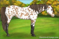 Horse Color:Buckskin Appaloosa 