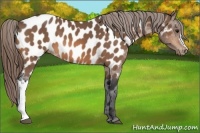 Horse Color:Buckskin Appaloosa 
