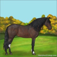 Horse Color:Brown Roan