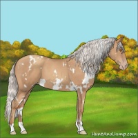 Horse Color:White Spotted Silver Classic Champagne 