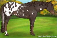 Horse Color:White Spotted Liver Chestnut Appaloosa 