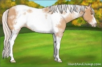 Horse Color:Silver Amber Champagne Tobiano Frame 