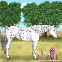 Horse Color:Liver Chestnut Appaloosa