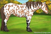 Horse Color:Buckskin Near Leopard