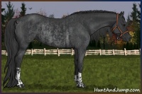 Horse Color:Black  and Black Rabicano 