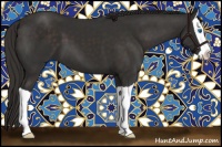 Horse Color:Liver Chestnut Splash