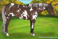 Horse Color:White Spotted Silver Brown