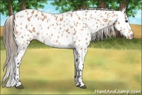 Horse Color:Buckskin Appaloosa 