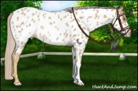 Horse Color:Palomino Roan Near Leopard 