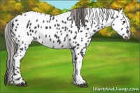 Horse Color:Smoky Black Leopard 