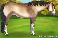 Horse Color:Buckskin Onyx 