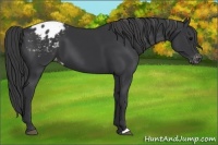 Horse Color:Black Appaloosa 