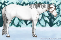 Horse Color:Liver Chestnut Splash Tobiano Appaloosa