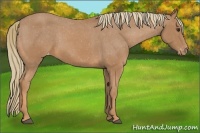 Horse Color:Chestnut Appaloosa