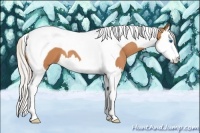 Horse Color:Silver Bay Splash Tobiano 