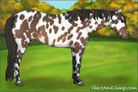 Horse Color:Buckskin Leopard 