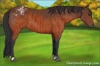 Horse Color:Brown Appaloosa and Brown