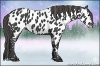 Horse Color:Smoky Black Appaloosa 