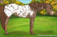 Horse Color:Chestnut Appaloosa 