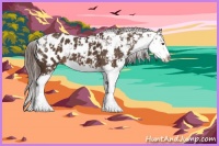 Horse Color:Liver Chestnut Sabino Splash Appaloosa 