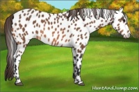 Horse Color:Buckskin Appaloosa