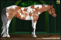 Horse Color:White Spotted Bay 