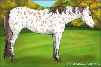 Horse Color:Buckskin Appaloosa 