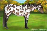 Horse Color:Buckskin Near Leopard