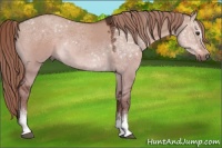 Horse Color:White Spotted Liver Red Dun Rabicano