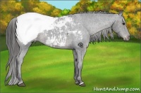 Horse Color:Black Appaloosa Rabicano 