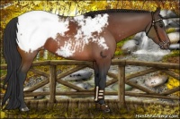 Horse Color:Bay Snowcap 