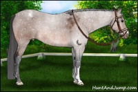 Horse Color:Bay Snowflake Varnish 