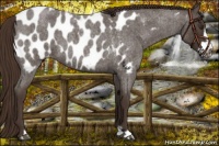 Horse Color:Liver Red Roan Frame Appaloosa 